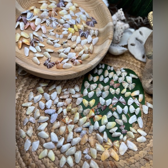 50 (25 Pairs) Florida Coquina Seashells Butterfly Shells DIY Crafting Bulk Lot - Picture 13 of 16